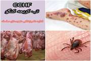  دامپزشکی الشتر: هشدار شیوع تب خونریزی دهنده کریمه کنگو (CCHF) در فصول گرم