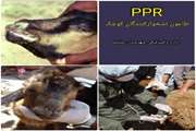 آغاز طرح واکسیناسیون علیه PPR (طاعون نشخوارکنندگان کوچک) در شهرستان سلسله
