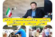 واکسینه شدن دو و نیم میلیون راس دام سبک و سنگین بر علیه بیماری تب برفکی در استان لرستان