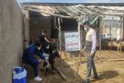 برگزاری اردوی جهاد دامپزشکی در مناطق محروم رومشکان