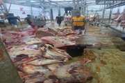ضبط و معدوم سازی ۳ لاشه گاو در کشتارگاه گلشن خرم‌آباد 