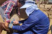 اتمام طرح واکسیناسیون طاعون نشخوارکنندگان کوچک و بروسلوز در شهرستان چگنی
