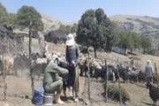 برگزاری اردوی جهاد دامپزشکی در مناطق عشایری  سرناوه دلفان
