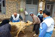 اجرای 14طرح پدافندی پایش بیماری‌های دامی و مشترک در استان لرستان