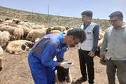 اردوی جهاد دامپزشکی در مناطق عشایری دهکرد شهرستان بروجرد