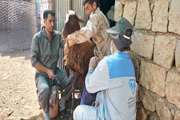 آغاز واکسیناسیون رایگان تب برفکی دام سبک و سنگین در شهرستان چگنی 