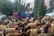 برگزاری اردوی جهادی دامپزشکی در شهرستان سلسله در قالب رزمایش «جهادگران فاطمی ۶»