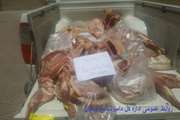 ضبط وامحاء 140کیلوگرم لاشه بره وارداتی به علت حمل خارج از چرخه توزیع