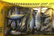 جمع آوری ماهی های تلفاتی از سطح واحدهای عرضه ماهی زنده شهرستان الیگودرز