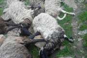 تلفات ۱۸راس گوسفندبراثربرخوردصاعقه درپلدختر