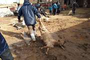 دفن بهداشتی لاشه های دامی تلف شده براثرسیل درشهرستان دلفان
