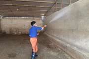  سمپاشی محل های نگهداری دام درکشتارگاه دام خرم آباد