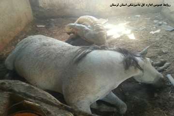 تلف شدن 16 راس اسب به دلیل آتش سوزی انبار علوفه