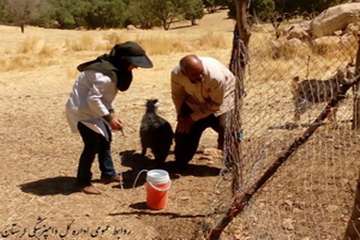 پایان واکسیناسیون آبله واکتیمای دامهای عشایری استان لرستان