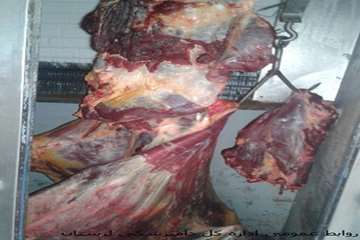 ضبط وامحاء یک راس گاو کشتارشده غیرمجاز مبتلابه سل گاوی درشهرستان بروجرد