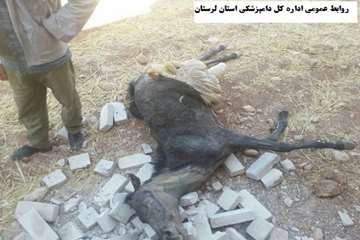 تلف شدن 16 راس اسب به دلیل آتش سوزی انبار علوفه