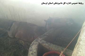 تلف شدن 16 راس اسب به دلیل آتش سوزی انبار علوفه