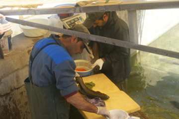 بازدید مدیر کل دفتر بهداشت و مدیریت بیماریهای آبزیان سازمان دامپزشکی کشور و مدیر کل دامپزشکی استان ل