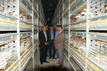 بازدید مدیرکل دامپزشکی استان لرستان از مرغداری تمام اتوماتیک الشتر