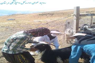 پایان واکسیناسیون آبله واکتیمای دامهای عشایری استان لرستان