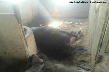 تلف شدن 16 راس اسب به دلیل آتش سوزی انبار علوفه