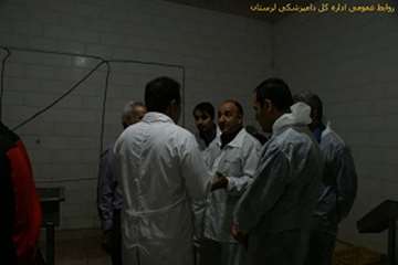 بازدید شبانه مدیرکل دامپزشکی لرستان ازکشتارگاههای طیور بروجرد