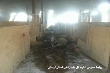 تلف شدن 16 راس اسب به دلیل آتش سوزی انبار علوفه