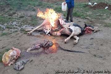 معدوم سازی یک راس گاوکشتارشده غیرمجاز درشهرستان بروجرد