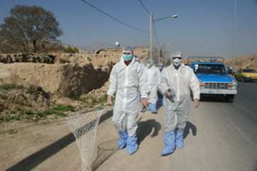 دامپزشکی به روایت تصویر