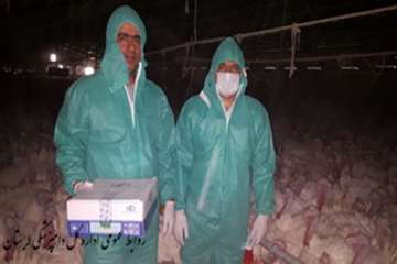 نمونه گیری ازمزرعه پرورش بوقلمون صنعتی جهت پایش آنفلوانزای طیور