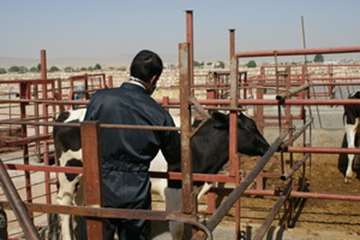 آغاز فاز اول واکسیناسیون تب برفکی درشهرستان کوهدشت