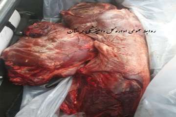 عاملین کشتار دو خوک وحشی در شهرستان کوهدشت دستگیر شدند