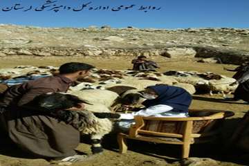 پایان واکسیناسیون آبله واکتیمای دامهای عشایری استان لرستان