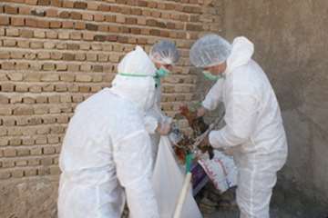 دامپزشکی به روایت تصویر