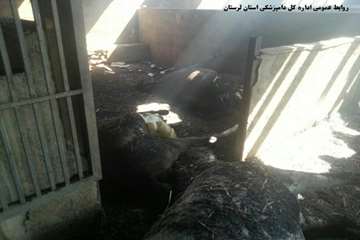 تلف شدن 16 راس اسب به دلیل آتش سوزی انبار علوفه