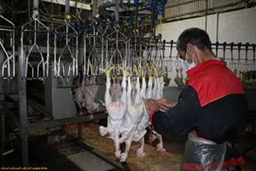 بازدید شبانه مدیرکل دامپزشکی لرستان وهمراهان ازکشتارگاه طیورکوهدشت