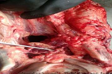 ضبط وامحاء یک راس گاو کشتارشده غیرمجاز مبتلابه سل گاوی درشهرستان بروجرد