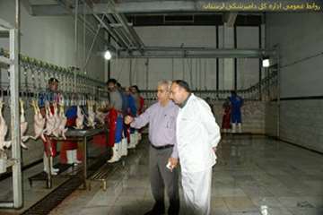 بازدید شبانه مدیرکل دامپزشکی لرستان ازکشتارگاههای طیور بروجرد