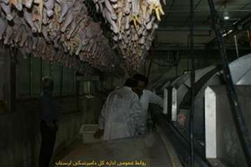 بازدید شبانه مدیرکل دامپزشکی لرستان ازکشتارگاههای طیور بروجرد