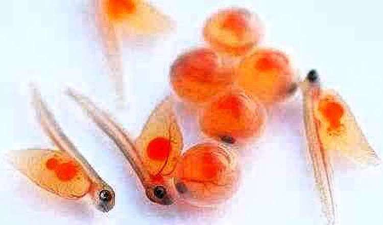  صادرات ۱۵۰۰۰۰ هزار قطعه تخم چشم زده بچه ماهی به تاجیکستان 