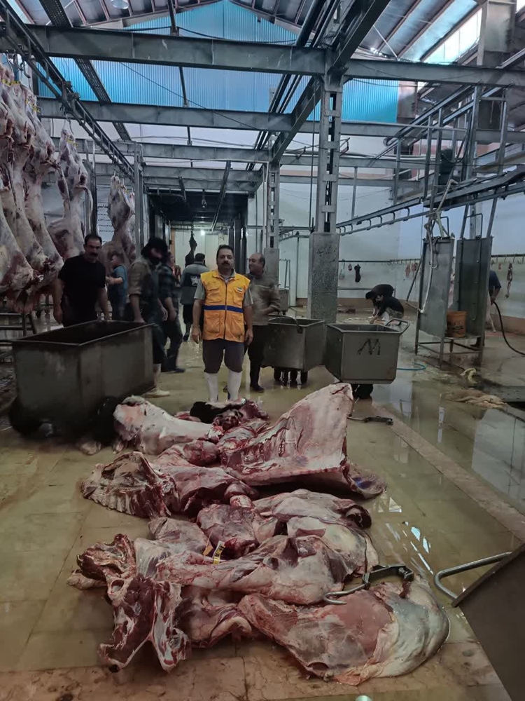 ضبط و معدوم سازی دو لاشه گاوی در کشتارگاه گلشن دام خرم آباد