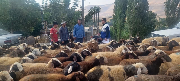 برگزاری اردوی جهادی دامپزشکی در شهرستان سلسله در قالب رزمایش «جهادگران فاطمی ۶»